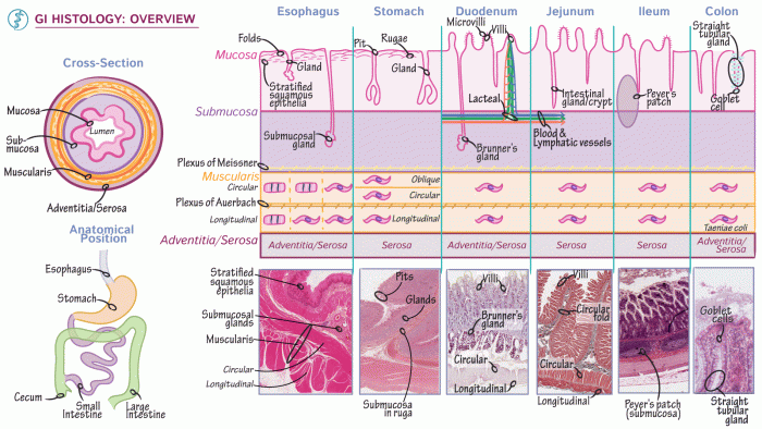 Gi tract histology model labeled