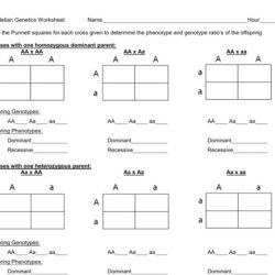 Human genetics practice worksheet 3