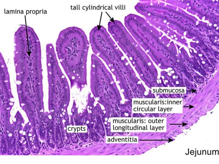 Histology tract stomach comparative