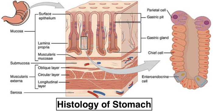 Histology gi tract