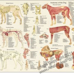 Dog internal dogs organs