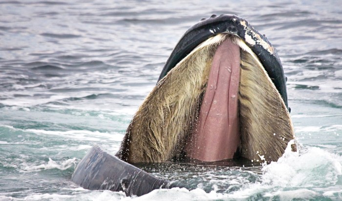 Baleen whale whales mouth humpback megaptera novaeangliae size biters finds once study nice were so tunney opens wide credit john