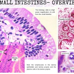 Histology digestive system