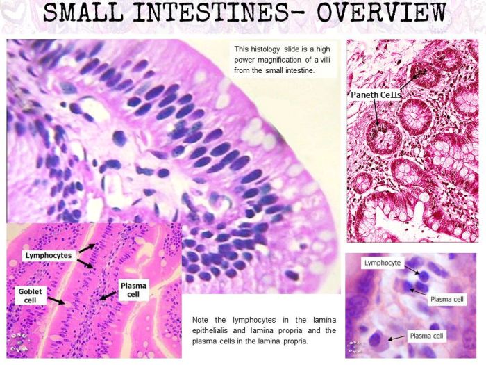 Histology digestive system