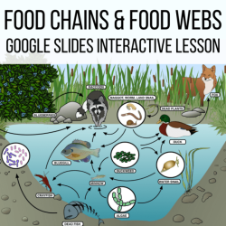 Food chains and webs worksheet