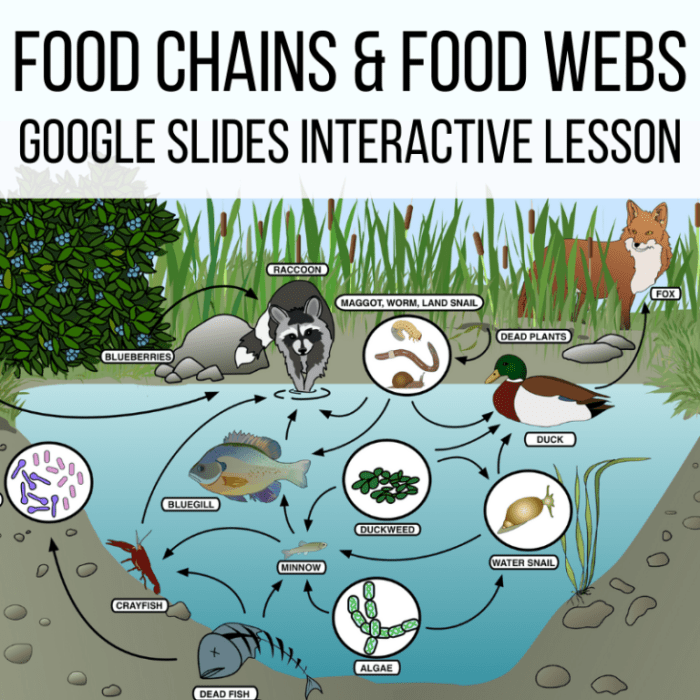 Food chains and webs worksheet