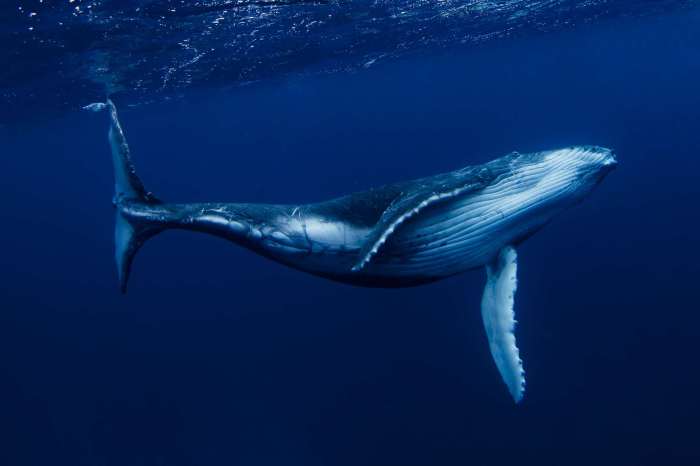 Whale baleen whales species humpback underwater