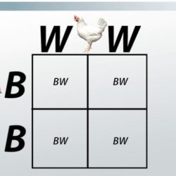 Genetics punnett squares practice packet