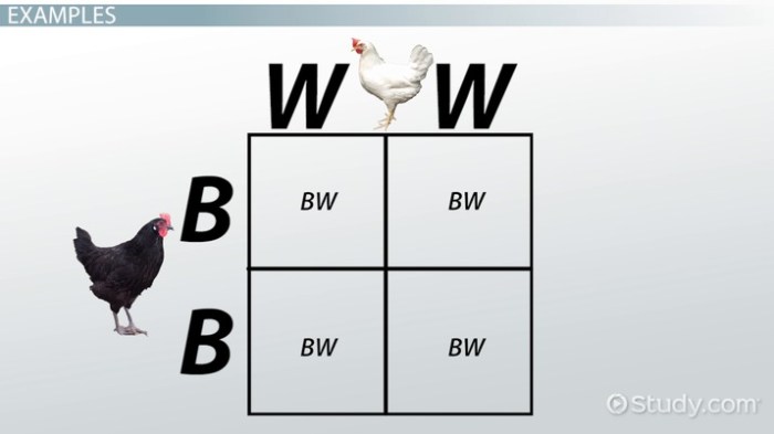 Genetics punnett squares practice packet