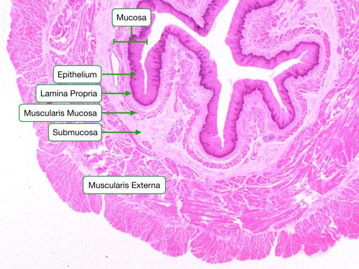 Gi tract histology model labeled