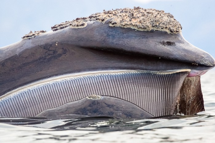 Whales whale baleen teeth right southern toothless plates dolphin oral history mouth blue way evolution hakaimagazine south africa length wale