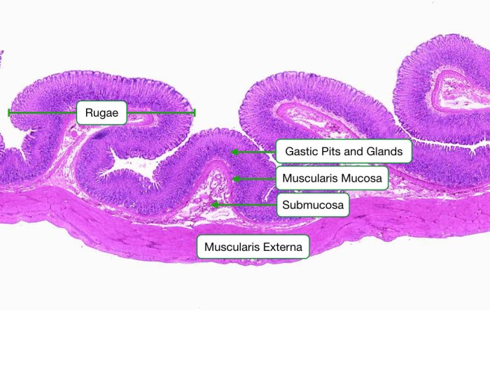 Histology tract gastrointestinal tissue squamous epithelium stomach gland adventitia endocrine