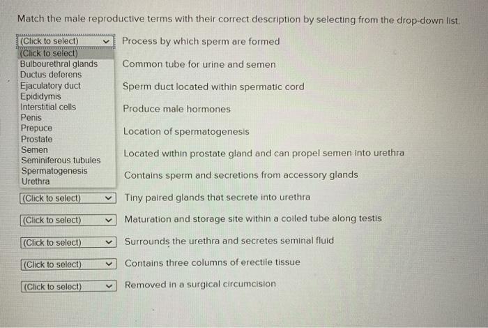 Match the reproductive strategy to the correct primate sex.