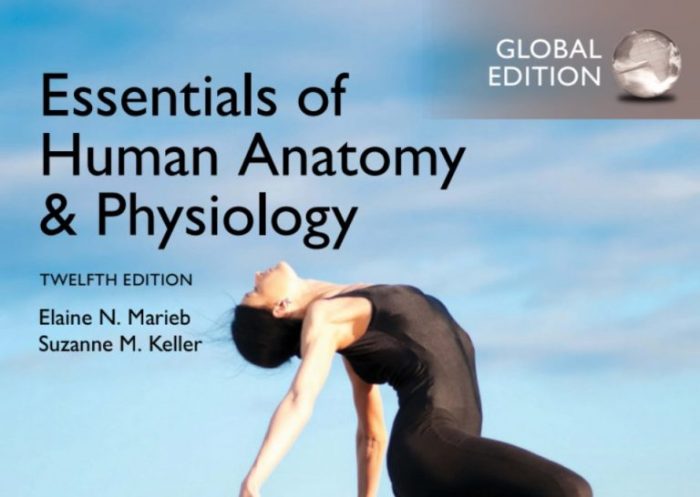 Essentials of anatomy and physiology 7th edition