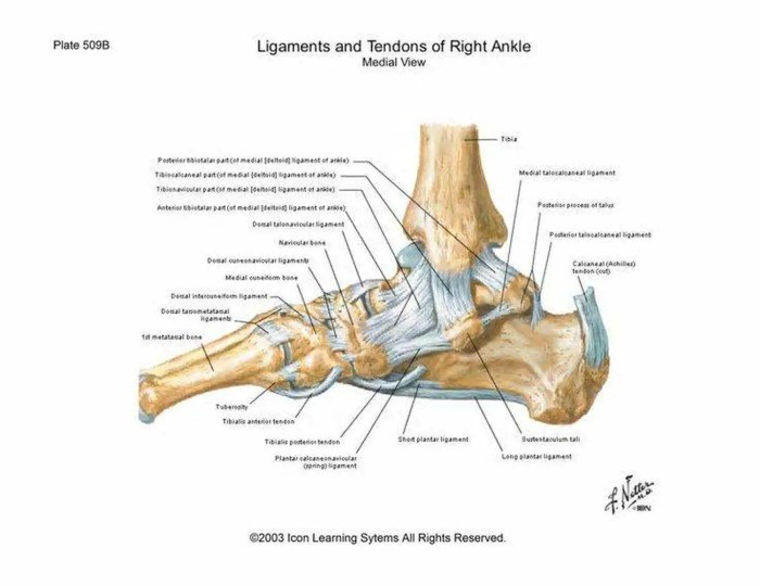 Ankle ligaments joint medial anatomy bones foot deltoid tendons anatomie tendonitis surgery pinnwand auswählen choose board body