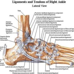 Ankle ligaments anatomy joint foot medial ligament lateral tendons bones human muscle pain joints left structure feet talonavicular muscles toe