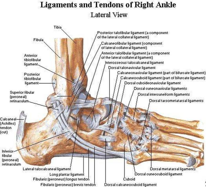 Ankle ligaments anatomy joint foot medial ligament lateral tendons bones human muscle pain joints left structure feet talonavicular muscles toe