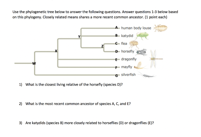 Phylogenetic tree of trees worksheet answer key