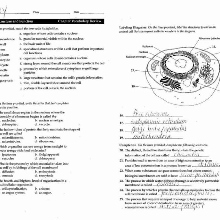 Hela cells aspects of cancer worksheet answers