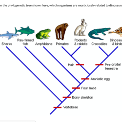 Phylogenetic tree of trees worksheet answer key