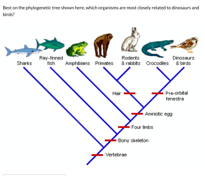 Phylogenetic tree of trees worksheet answer key